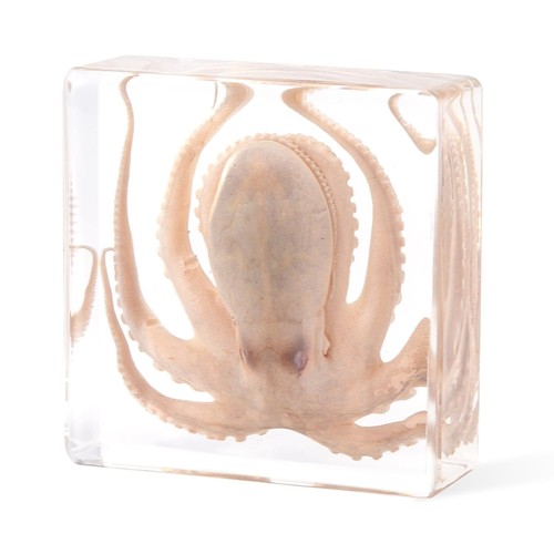 Taxidermy octopus insect - insect, in