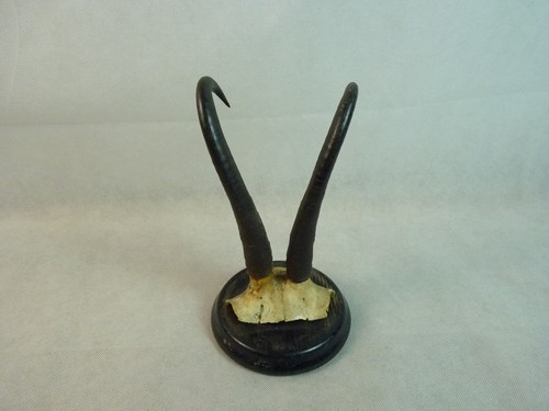 Mounted antelope horns pub - antelope,