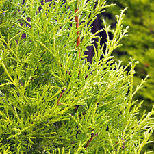 Gold Leylandii Fast Growing