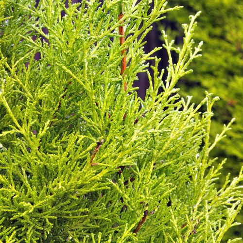 Gold leylandii fast growing - gold,