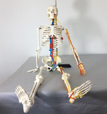 85CM Human Anatomical Skeleton