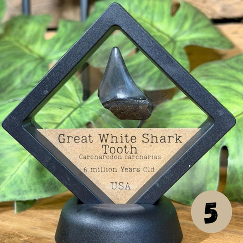 Great white shark - tooth, in