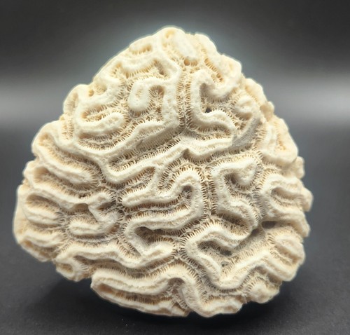 Brain coral ocean speciman - brain,