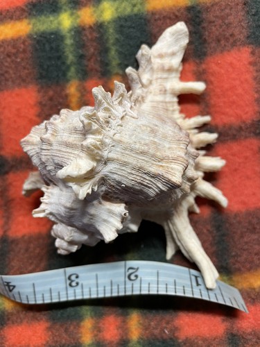 Beautiful natural ramose - beautiful, murex
