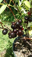 1 DORMANT Hansens bush cherry