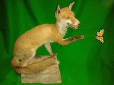 FOX and BUTTERFLY Irish Red