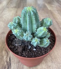 Euphorbia Fruticosa | Succulent Cactus | 13cm Pot | Rare | Several Off Sets