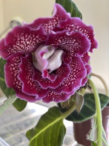 Gloxinia seeds from - 50+,