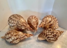 Set of 5 Large Natural Tonna Galea Shells — Giant Tun Seashells for Coastal Deco
