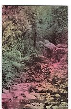 Our Bush a Fairy Dell UNP Postcard