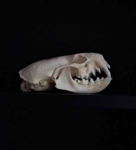Mink skull bones - mink, taxidermy