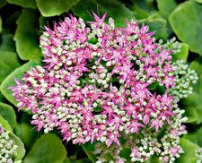Hylotelephium spectabile 9cm pot - Sedum best Ice Plant, Stone Crop, pink