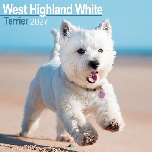 West highland white terrier - west,