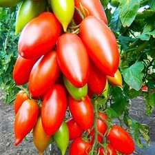 70 x EARLY RED PLUM TOMATO