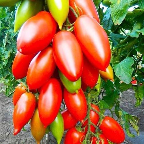 Early red plum tomato - red,