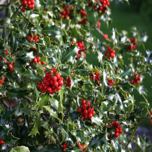 Ilex aquifolium alaska - aquifolium, alaska-