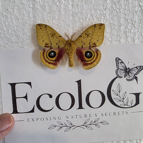 Automeris moth specimen - automeris, io-
