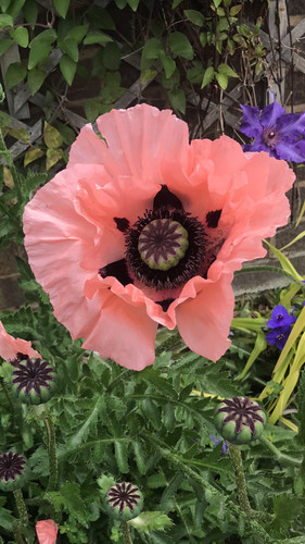 Oriental poppy victoria - ,