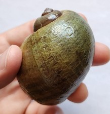 2.5" Authentic Apple Snail