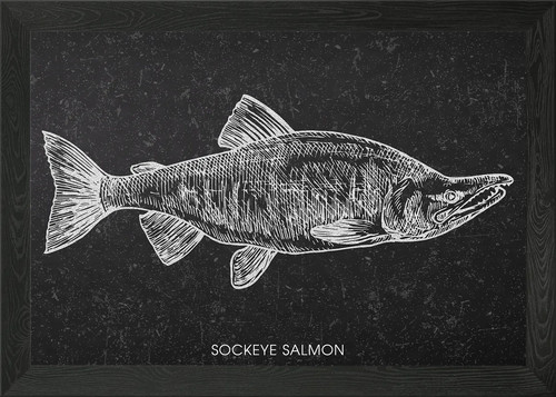 Sockeye salmon chalkboard - salmon,