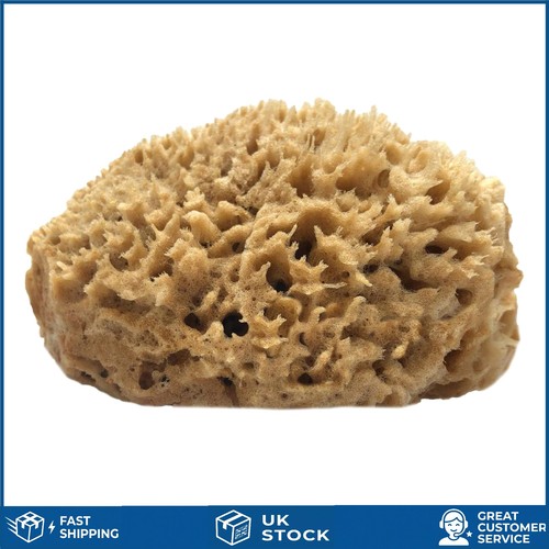 Natural half sea sponge for - natural,