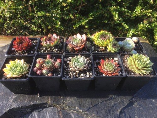 Sempervivum mix plants - sempervivum, |