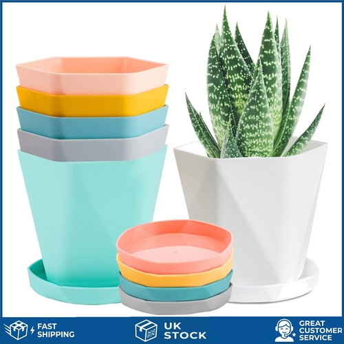 Vibrant nordic style seedling - nordic,