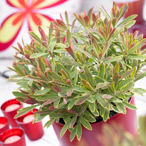 Euphorbia ascot rainbow 3 - rainbow',