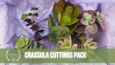 Crassula Large Cuttings Collection - From Corseside Nursery UK