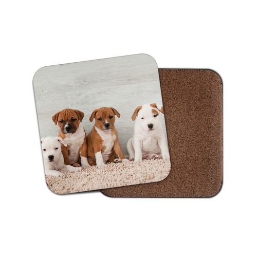 Cute staffy puppies drinks - puppies,