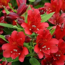 Alstroemeria Inca Vito |Plug