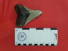 Stunning 4 inch Megalodon Shark Tooth Fossil  high quality collectors grade rare