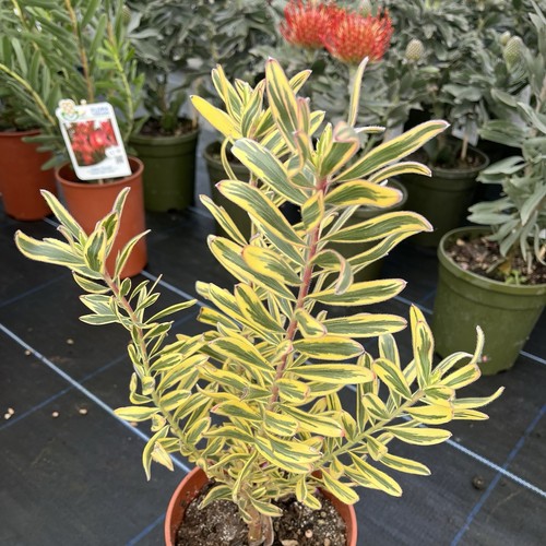 Leucadendron jester safari - 'jester',