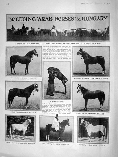 Old antique print 1909 arab - antique,