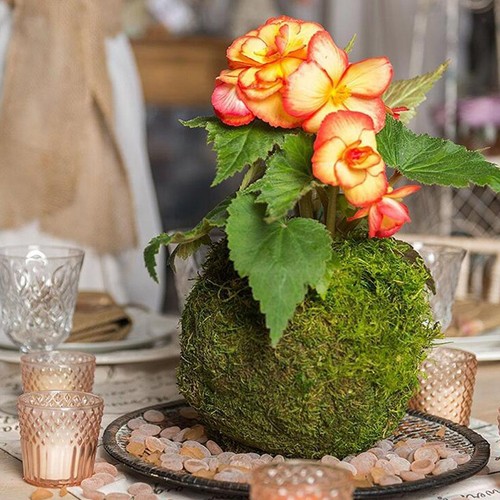 Moss ball planter various - planter,,