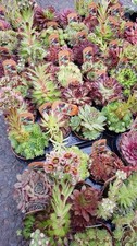 Large Sempervivum (Houseleek)
