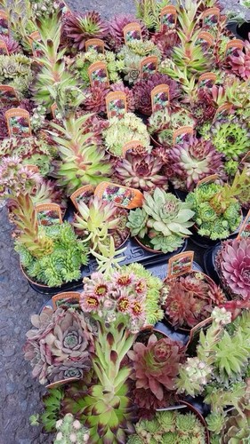 Large sempervivum - large, (houseleek)