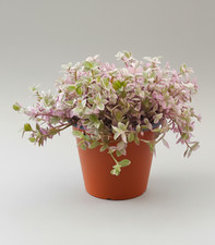 Callisia Repens 'Kribo' - 1x Mini Plug - Turtle Vine Inchplant - Easy Care Plant