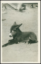 Animals: Young Donkey Resting