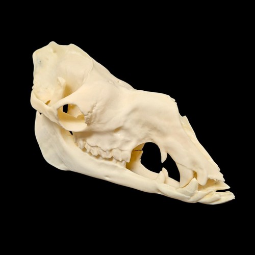 Replica resin dromedary camel - replica,