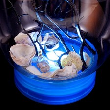  Mini Fish Tank Ecosystem