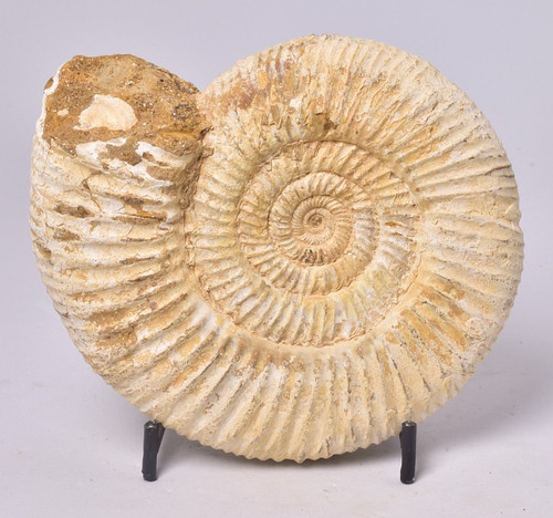 Ammonite perisphinctes middle - ammonite,