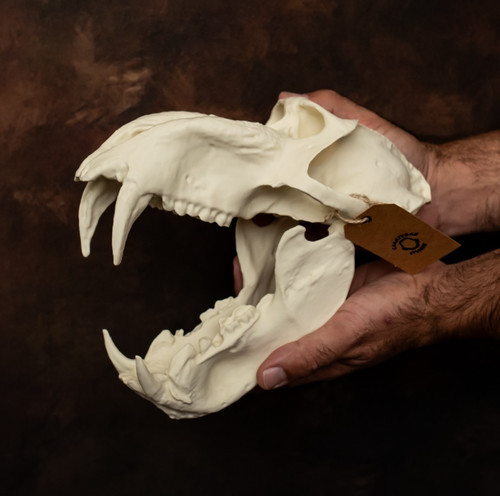 Mandrill baboon skull - skull, replica