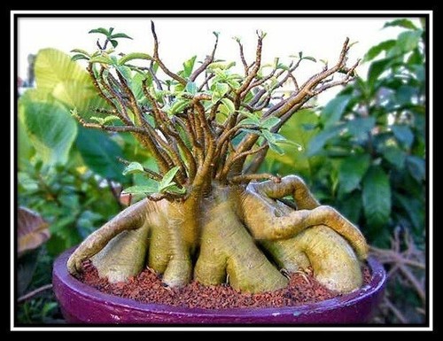 500 adenium arabicum bang ra - adenium,