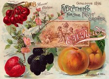Vintage seed 1896 poster - seed,