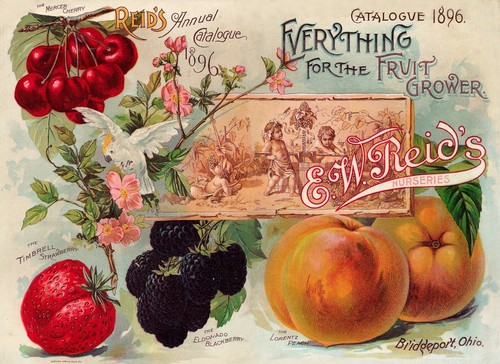 Vintage seed 1896 poster - vintage,