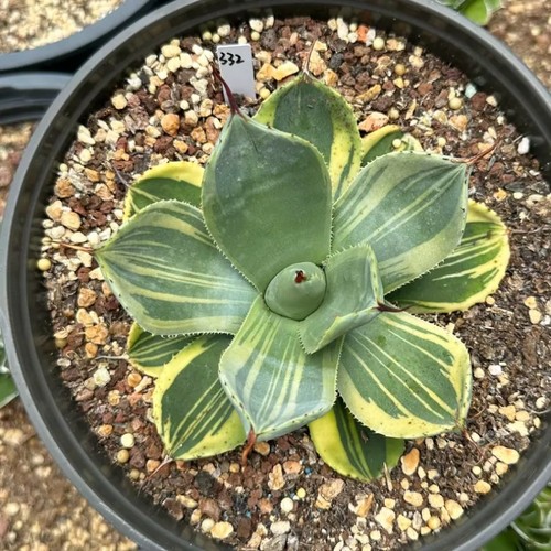 12cm agave parryi - agave,