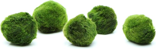 Marimo moss balls always - moss,