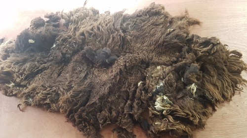 8kg raw sheep fleece belwin - raw,