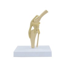 Dog Knee Canine Joint Model